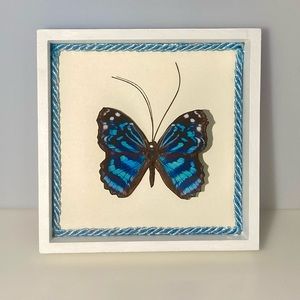 Butterfly Shadow Box